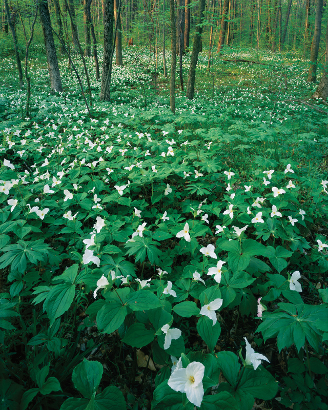 Trillium in Woodland